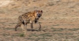 Serondella - Hyena panning shot